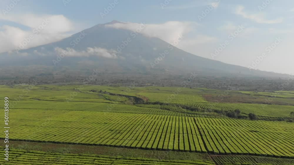 morning view of kerinci mountain with tea farm arround morning view of kerinci mountain with tea farm arround