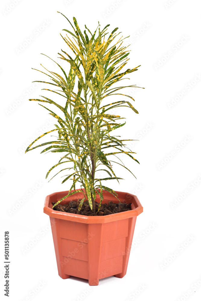 Fototapeta premium Green and yellow houseplant for decoration isolated on white.
