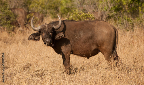 Fototapeta Naklejka Na Ścianę i Meble -  African buffalo (Syncerus caffer) Kruger National Park, South Africa