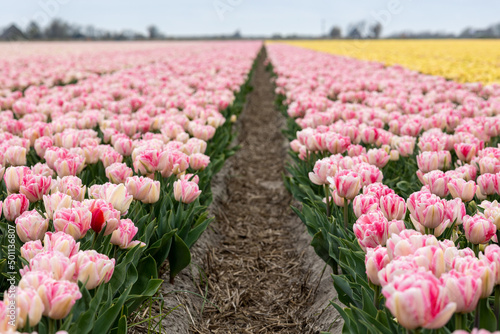 Foxtrot pink yellow double tulip field blooming in full swing in North Holland, the Netherlands #501136807
