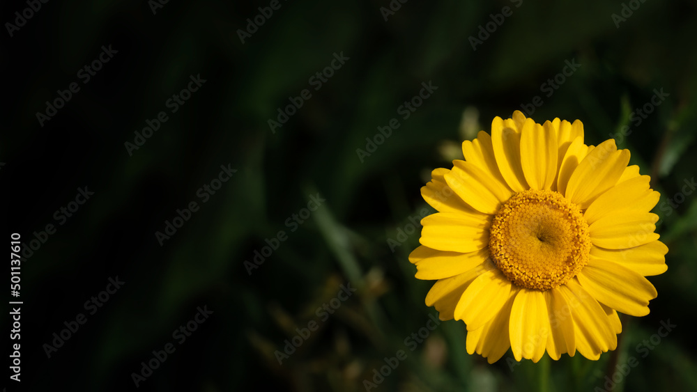 Obraz premium yellow flower in the garden, in green background