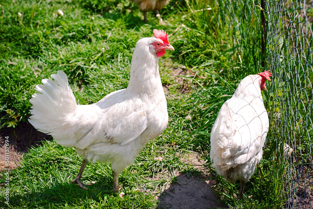 Hen with red crest, adult white bird, poultry farming. Chicken in the coop, hen at farm. White hen standing on green grass. Chickens pecking grass. Hen with red crest, adult white bird, poultry farming. Chicken in the coop, hen at farm. White hen standing on green grass. Chickens pecking grass.