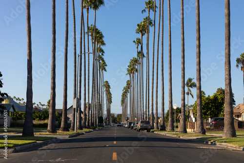 Paysage Californie avec palmiers