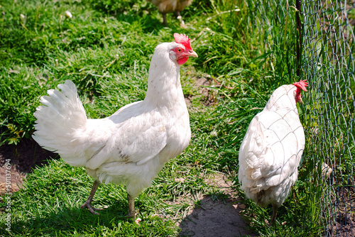 Hen with red crest, adult white bird, poultry farming. Chicken in the coop, hen at farm. White hen standing on green grass. Chickens pecking grass.