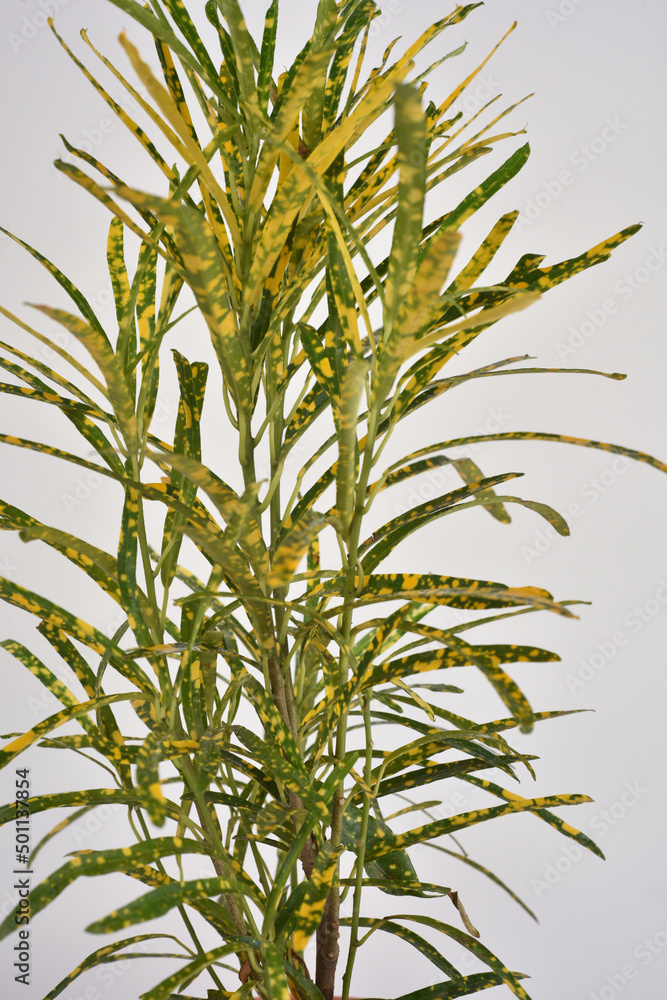 Obraz premium Green and yellow houseplant for decoration isolated on white.