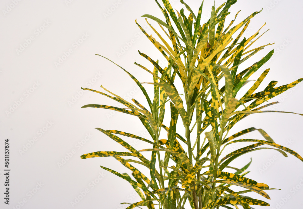 Obraz premium Green and yellow houseplant for decoration isolated on white.