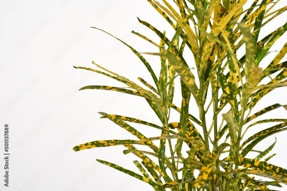 Obraz premium Green and yellow houseplant for decoration isolated on white.