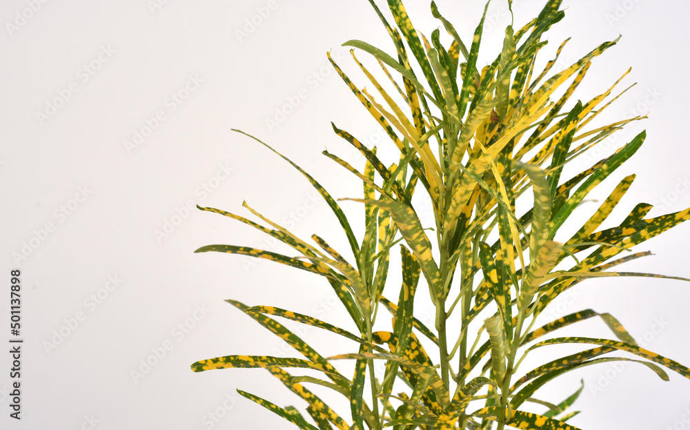 Naklejka premium Green and yellow houseplant for decoration isolated on white.