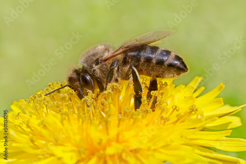 bee gathering pollen on yellow dandelion flower