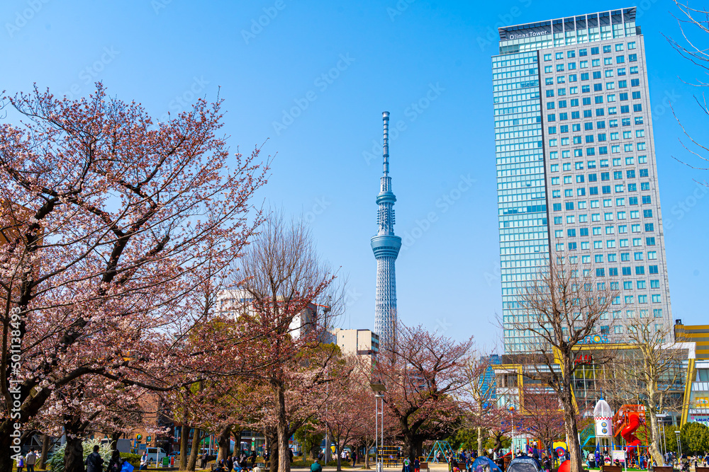 Obraz premium 東京スカイツリー 錦糸公園 桜