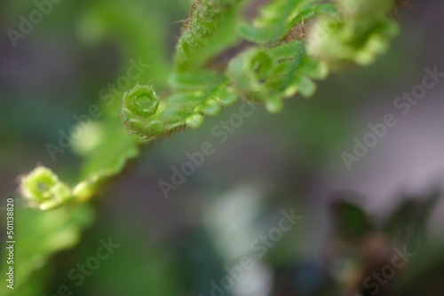 Beautiful close-up of fresh green young wild fern bud in spiral form, selective macro focus. Curly leaf of fern in the forest, macro with shallow dof © oksanatukane