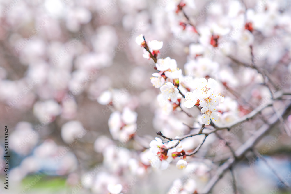 Spring botanical floral background. Apricot flower. White delicate flowers on a tree. Empty place.
