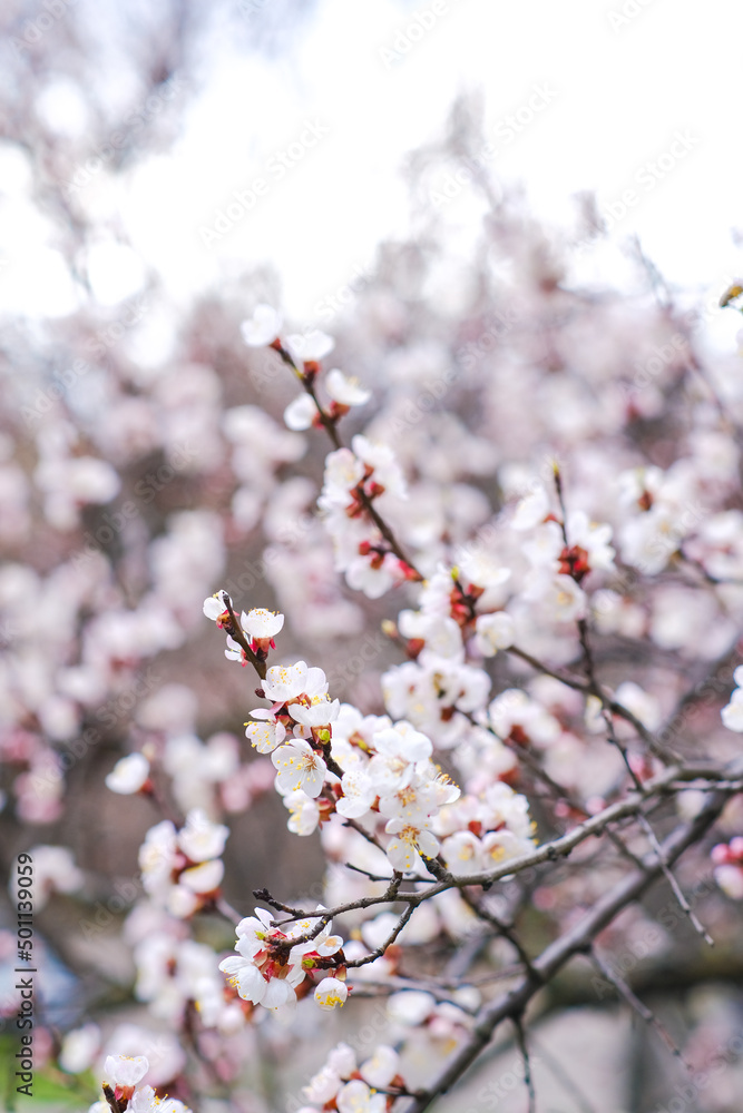 Spring botanical floral background. Apricot flower. White delicate flowers on a tree. Empty place. Spring botanical floral background. Apricot flower. White delicate flowers on a tree. Empty place.
