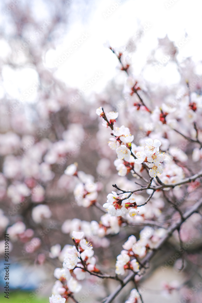 Spring botanical floral background. Apricot flower. White delicate flowers on a tree. Empty place. Spring botanical floral background. Apricot flower. White delicate flowers on a tree. Empty place.