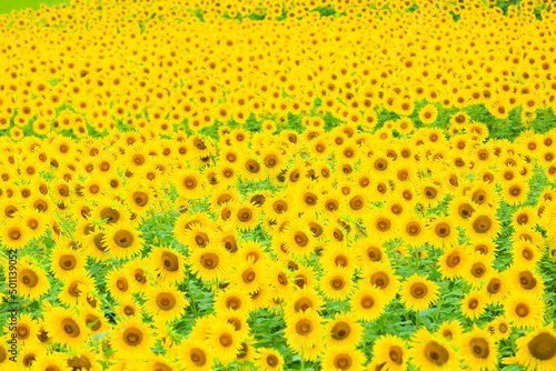 field of sunflowers