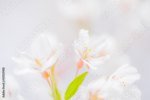 white spring flowers