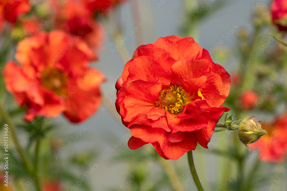 scarlet avens (Geum 'Scarlet Tempest') red flower scarlet avens (Geum 'Scarlet Tempest') red flower