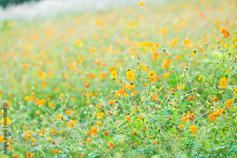 field of poppies