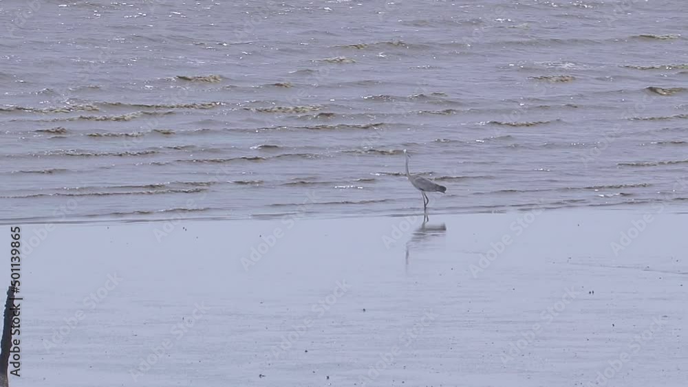 White bird fishing in the water. Little egret searching fish on the beach. Egretta garzetta walking and standing on the seashore or coast with low tide sea wave White bird fishing in the water. Little egret searching fish on the beach. Egretta garzetta walking and standing on the seashore or coast with low tide sea wave