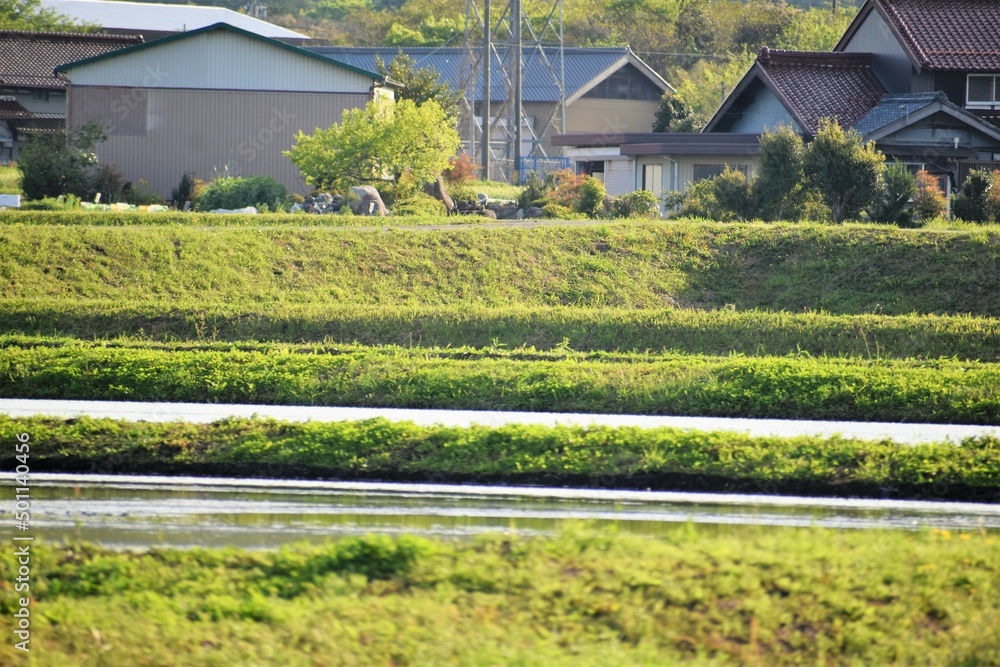 日本の風景　水田　田植え　滋賀県　農家　田舎　4月の風景