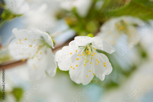 white cherry blossom
