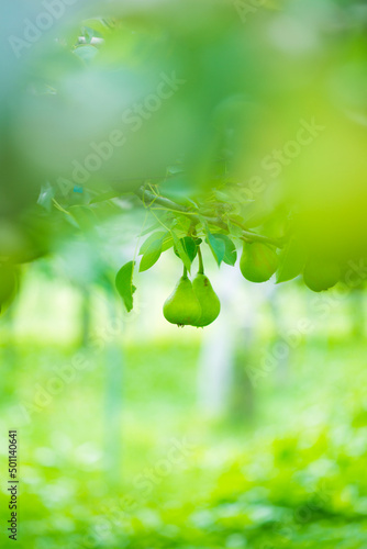 green leaves in water