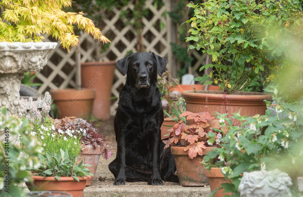 black labrador retriever