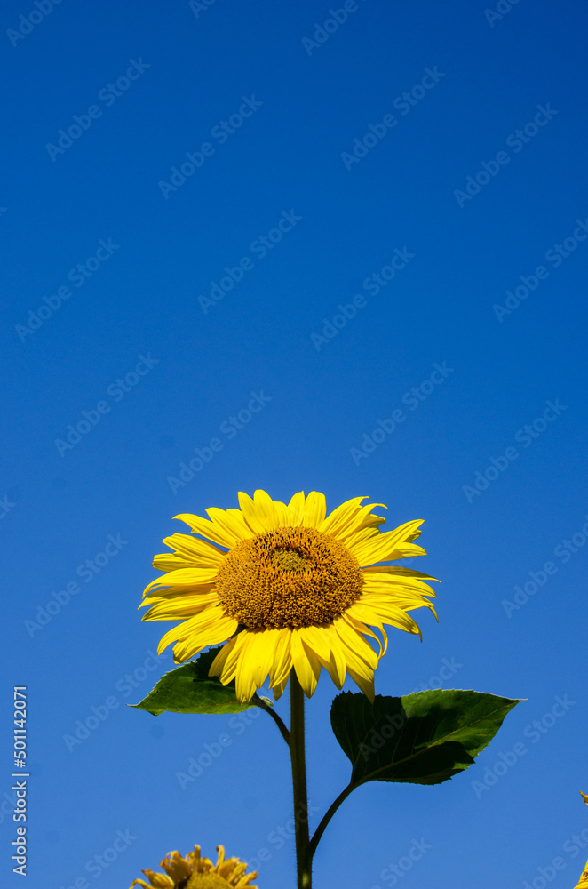 Beautiful image of a sunflower flower with a place for an inscription. (colors of the Ukrainian state flag)