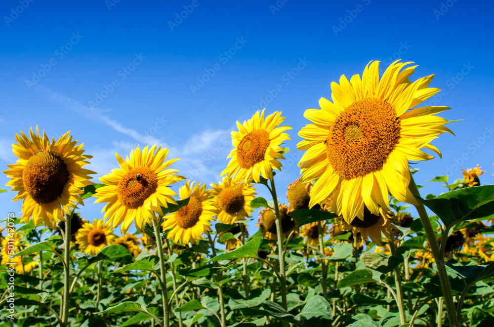 Beautiful landscape with sunflowers in the field (Blue and yellow colors of the Ukrainian national flag)