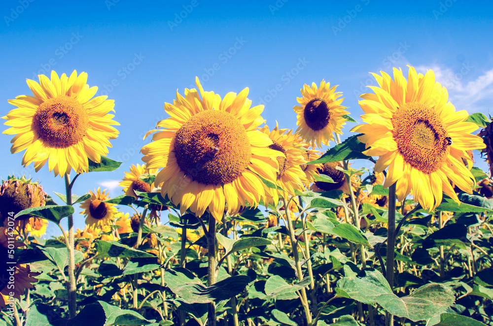 Beautiful landscape with sunflowers in the field (Blue and yellow colors of the Ukrainian national flag)