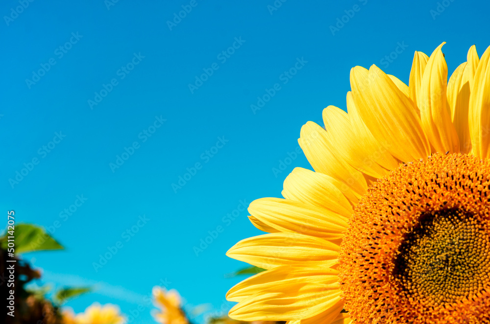 yellow sunflower on a background of blue sky (colors of the Ukrainian national flag, place for inscription - concept)