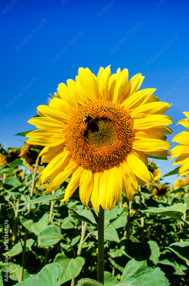Beautiful landscape with yellow sunflower in the field on a background of blue sky (colors of the Ukrainian national flag - concept)