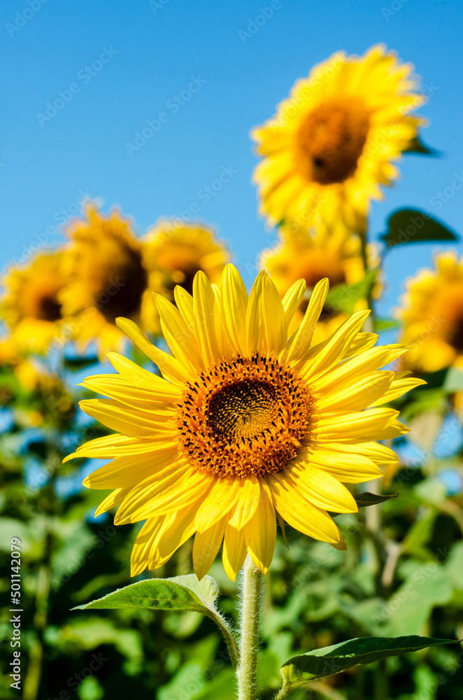 Beautiful landscape with yellow sunflowers in the field on a background of blue sky (colors of the Ukrainian national flag - concept)