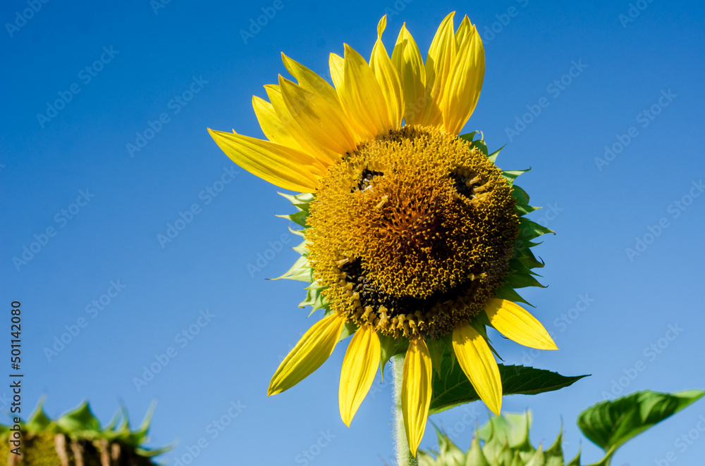 Sunflower with a smiling face and a peculiar beard and mohawk (hairstyle, joy - concept)