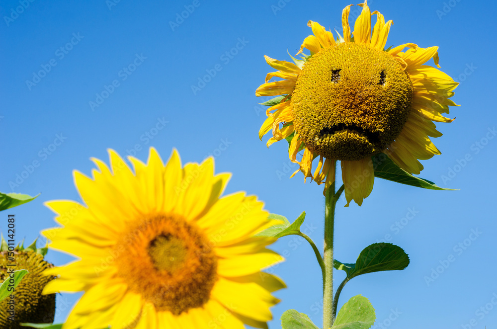 Sunflower with sad physiognomy (sadness, despair, depression, old age - concept)