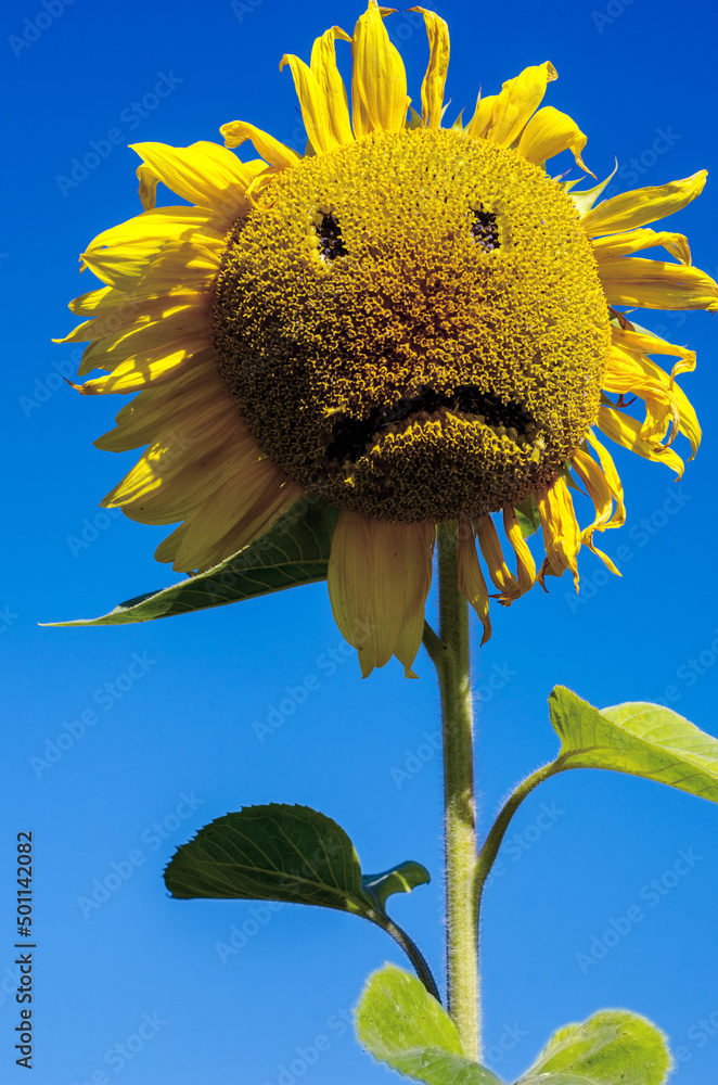 sunflower sad physiognomy (sadness, despair, depression, old age - concept)