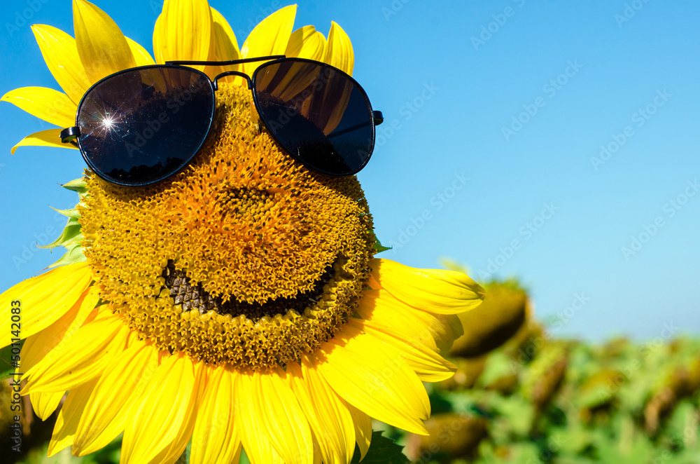 Sunflower with a smiling face in sunglasses (vacation, joy - concept)