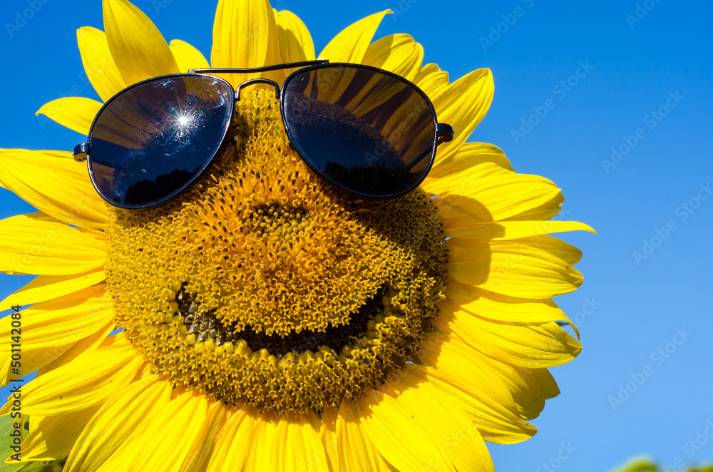 Sunflower with a smiling face in sunglasses (vacation, joy - concept)
