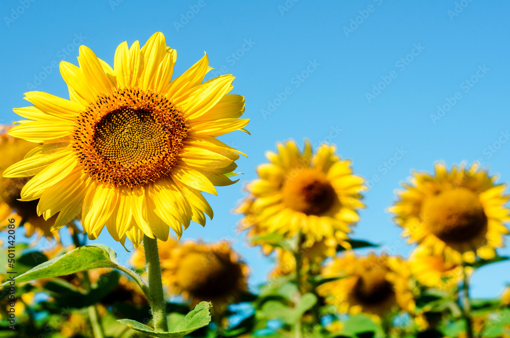 Beautiful landscape with sunflower in the field (place for inscription)