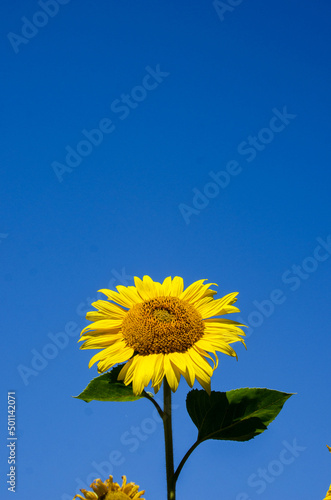 Obraz na płótnie Beautiful image of a sunflower flower with a place for an inscription. (colors of the Ukrainian state flag) w salonie