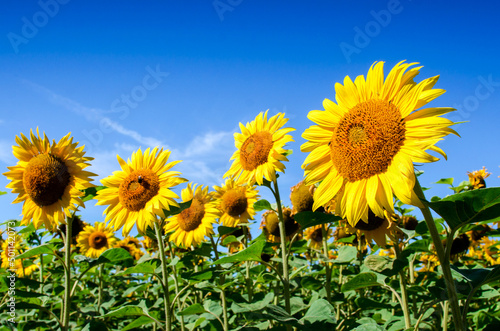 Obraz na płótnie Beautiful landscape with sunflowers in the field (Blue and yellow colors of the Ukrainian national flag) w salonie