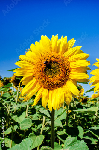 Obraz na płótnie Beautiful landscape with yellow sunflower in the field on a background of blue sky (colors of the Ukrainian national flag - concept) w salonie
