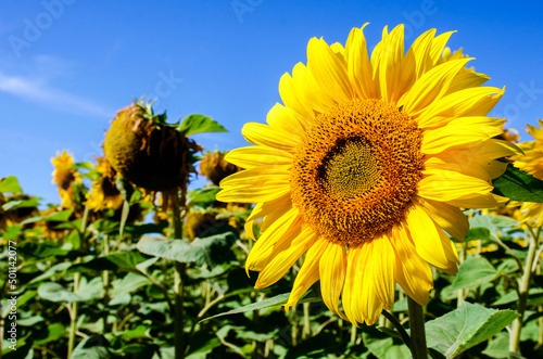 Obraz na płótnie Beautiful landscape with sunflower in the field (Blue and yellow colors of the Ukrainian national flag) w salonie
