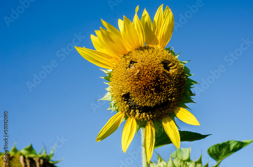 Obraz na płótnie Sunflower with a smiling face and a peculiar beard and mohawk (hairstyle, joy - concept) w salonie