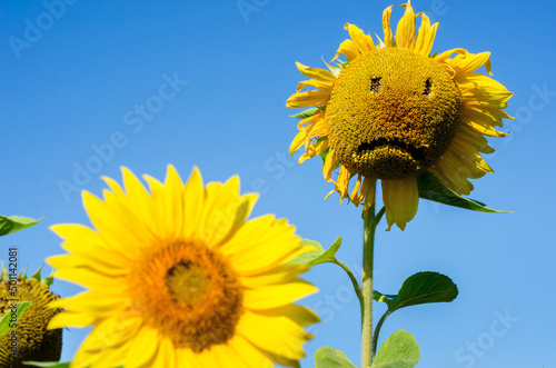 Obraz na płótnie Sunflower with sad physiognomy (sadness, despair, depression, old age - concept) w salonie