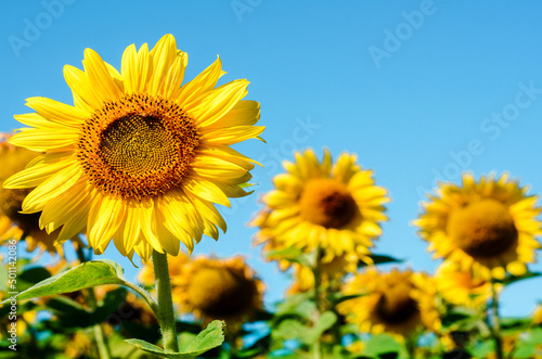 Beautiful landscape with sunflower in the field  place for inscription 