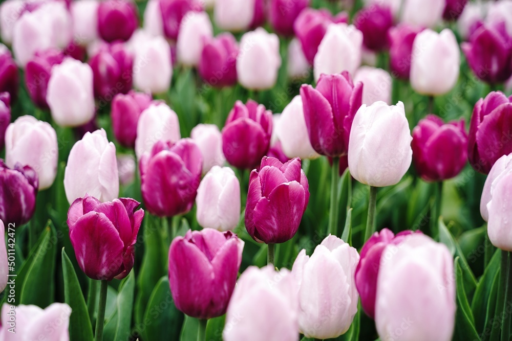 Purple and pink tulips background, selective focus Purple and pink tulips background, selective focus