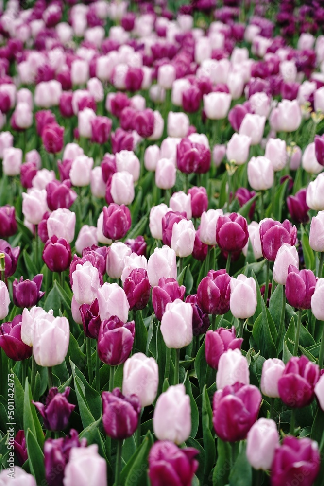 Fototapeta premium Purple and pink tulips background, selective focus