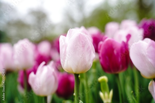 Fototapeta Naklejka Na Ścianę i Meble -  Purple and pink tulips background, selective focus