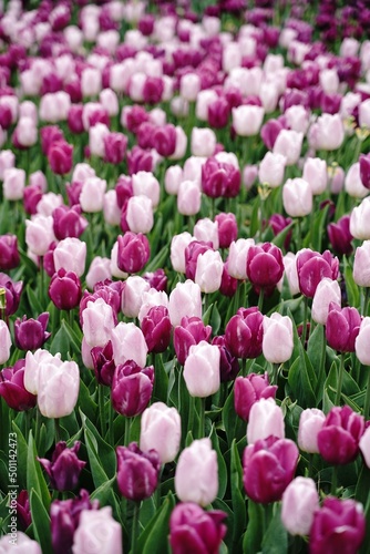 Purple and pink tulips background  selective focus
